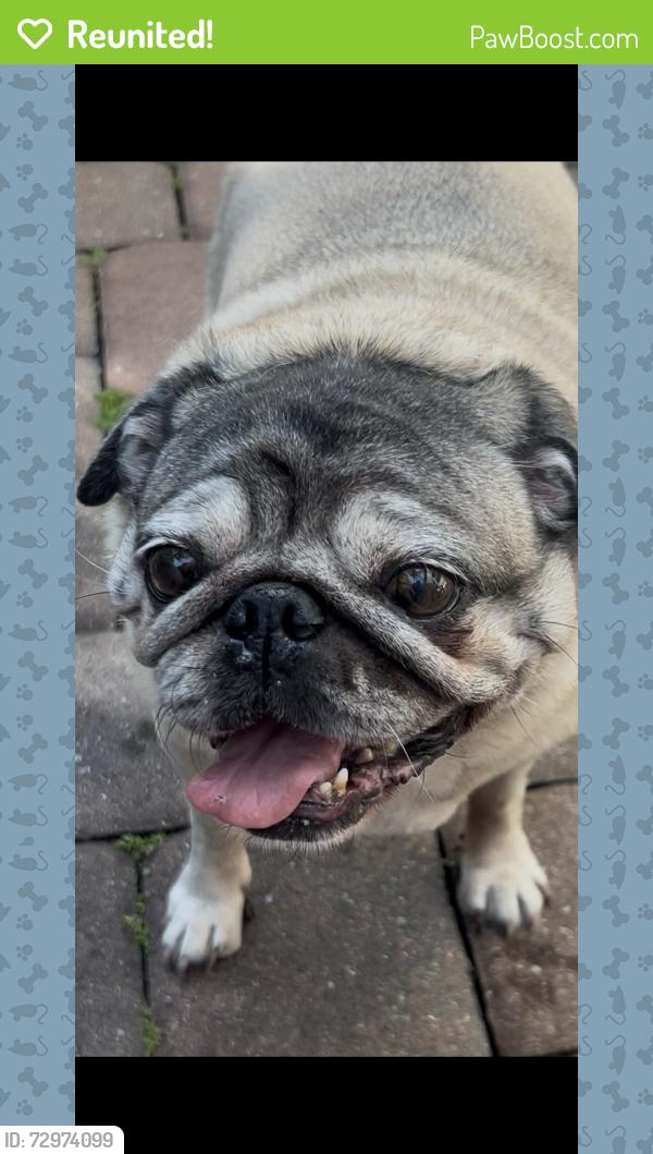 Reunited Female Dog last seen Congress ave , Boynton Beach, FL 33426