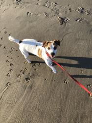 Reunited Male Dog last seen Near Ellenita Ave, Tarzana, CA 91356, USA, Los Angeles, CA 91356