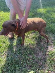 Reunited Female Dog last seen Rey de reye church, Smithfield, NC 27577