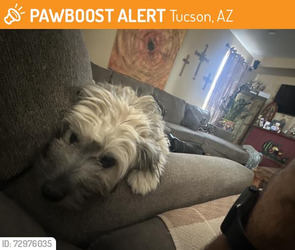 Found/Stray Female Dog last seen Irvington and Mark Road, Tucson, AZ 85757