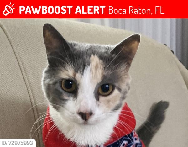 Lost Female Cat last seen Near Oregon Lane, Boca Raton, FL 33487