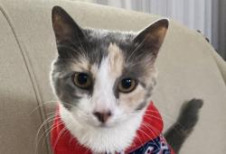 Lost Female Cat last seen Near Oregon Lane, Boca Raton, FL 33487