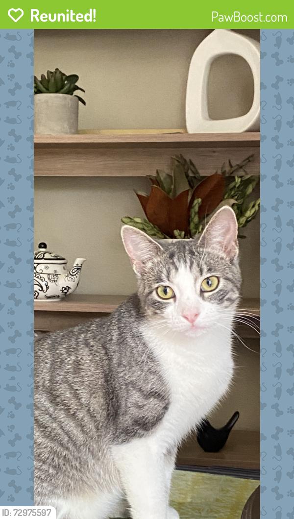 Reunited Female Cat last seen Winchester, Oshkosh, WI 54901