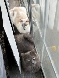 Lost Male Cat last seen SW 40th and Fridell St, San Antonio, TX 78237