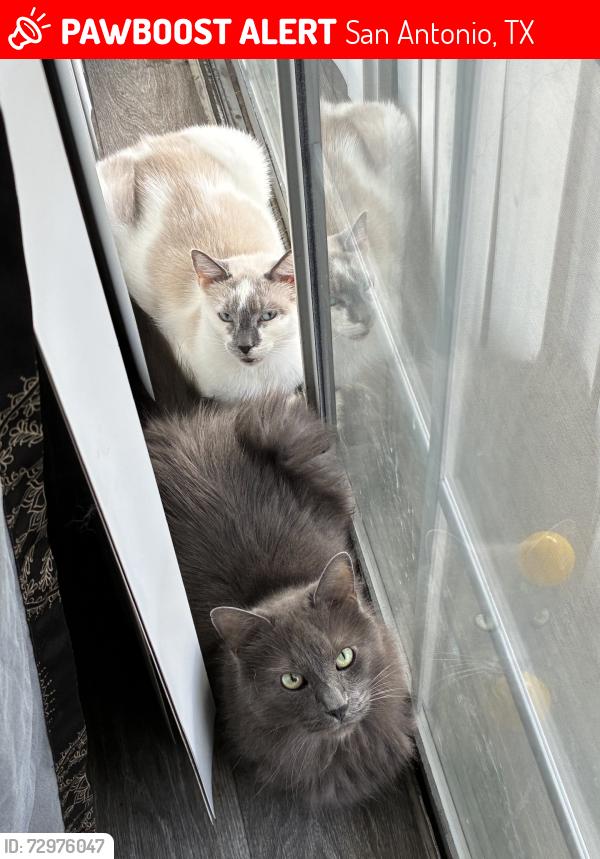 Lost Male Cat last seen SW 40th and Fridell St, San Antonio, TX 78237
