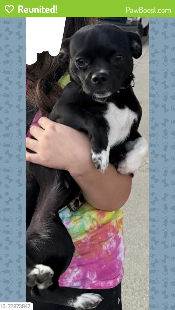Reunited Female Dog last seen Woodland and Torrid Ave, Modesto, CA 95358