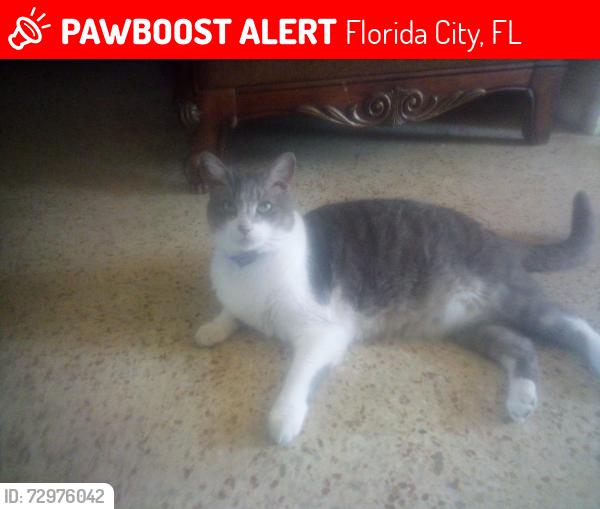 Lost Male Cat last seen Trolley museum , Florida City, FL 33034