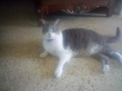 Lost Male Cat last seen Trolley museum , Florida City, FL 33034