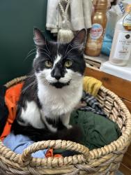 Lost Male Cat last seen homestall farm, Headcorn, England TN27 9HJ