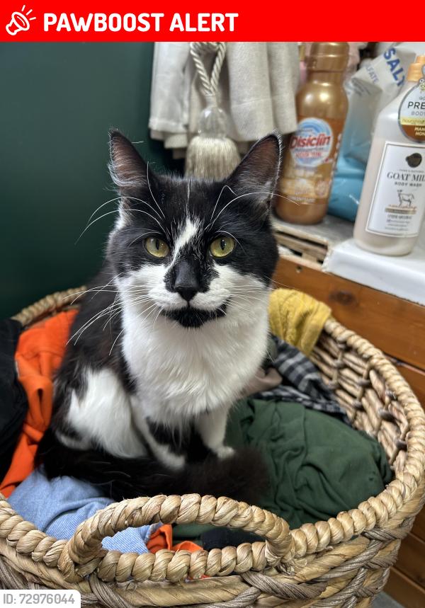 Lost Male Cat last seen homestall farm, Headcorn, England TN27 9HJ