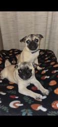 Lost Female Dog last seen Casa colorada , Casa Colorada, NM 87002