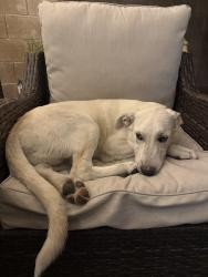 Found/Stray Male Dog last seen Hollywood and Desert Inn along the wash, Las Vegas, NV 89122