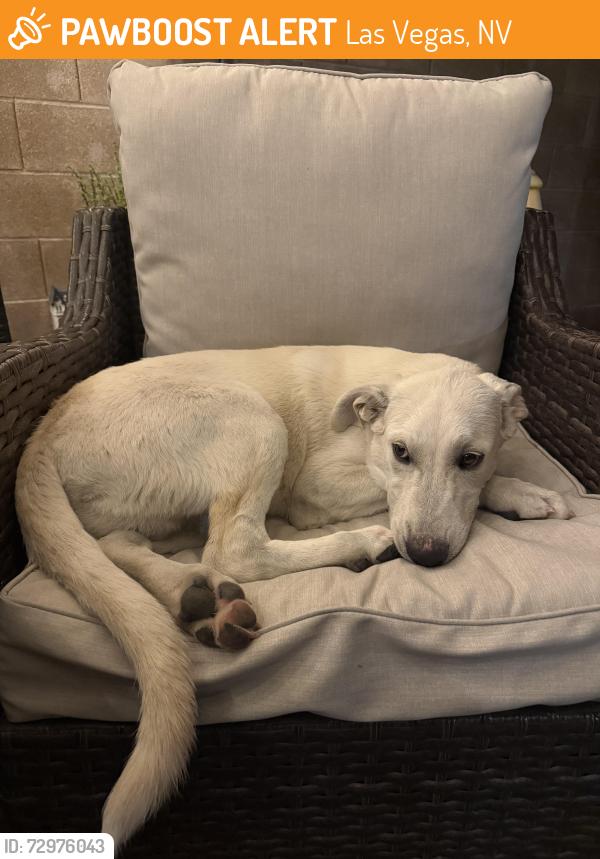 Found/Stray Male Dog last seen Hollywood and Desert Inn along the wash, Las Vegas, NV 89122