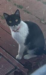 Found/Stray Female Cat last seen Bradford/Orange Grove, Placentia, CA 92870
