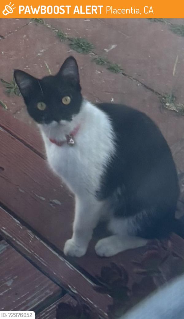 Found/Stray Female Cat last seen Bradford/Orange Grove, Placentia, CA 92870