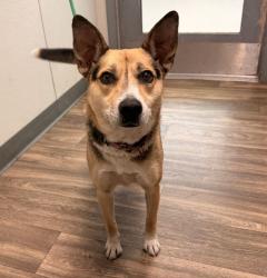 Shelter Stray Female Dog last seen Near Via De La Amistad, San Diego, CA, 92154, 5500 Gaines St, San Diego, CA 92110, USA