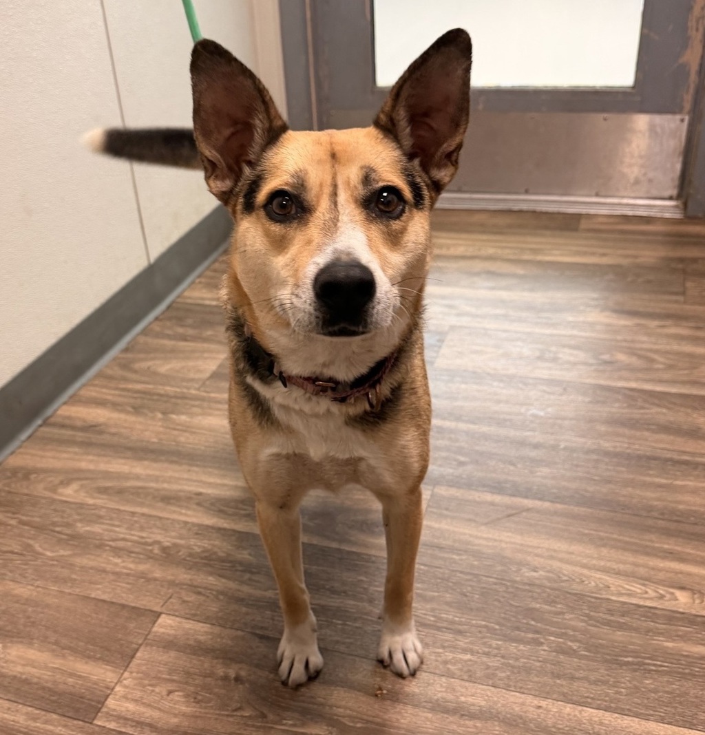 Shelter Stray Female Dog last seen Near Via De La Amistad, San Diego, CA, 92154, 5500 Gaines St, San Diego, CA 92110, USA
