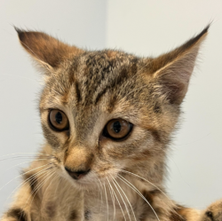 Shelter Stray Female Cat last seen Near Cumberland Street, San Diego, CA, 92139, San Diego, CA 92110
