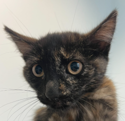 Shelter Stray Female Cat last seen Near Cumberland Street, San Diego, CA, 92139, San Diego, CA 92110