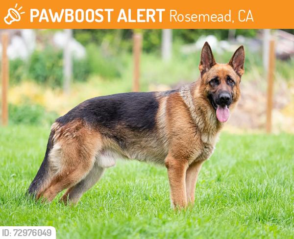 Found/Stray Unknown Dog last seen Nannestad St and Potrero Grande, Rosemead, CA 91770