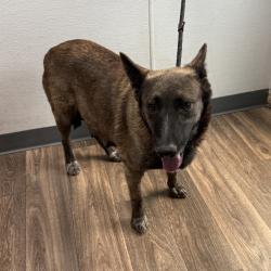 Shelter Stray Female Dog last seen Near S Coast Boulevard, San Diego, CA, 92037, 5500 Gaines St, San Diego, CA 92110, USA