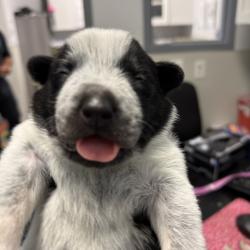 Shelter Stray Male Dog last seen Near S Coast Boulevard, San Diego, CA, 92037, 5500 Gaines St, San Diego, CA 92110, USA