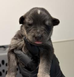 Shelter Stray Female Dog last seen Near S Coast Boulevard, San Diego, CA, 92037, 5500 Gaines St, San Diego, CA 92110, USA