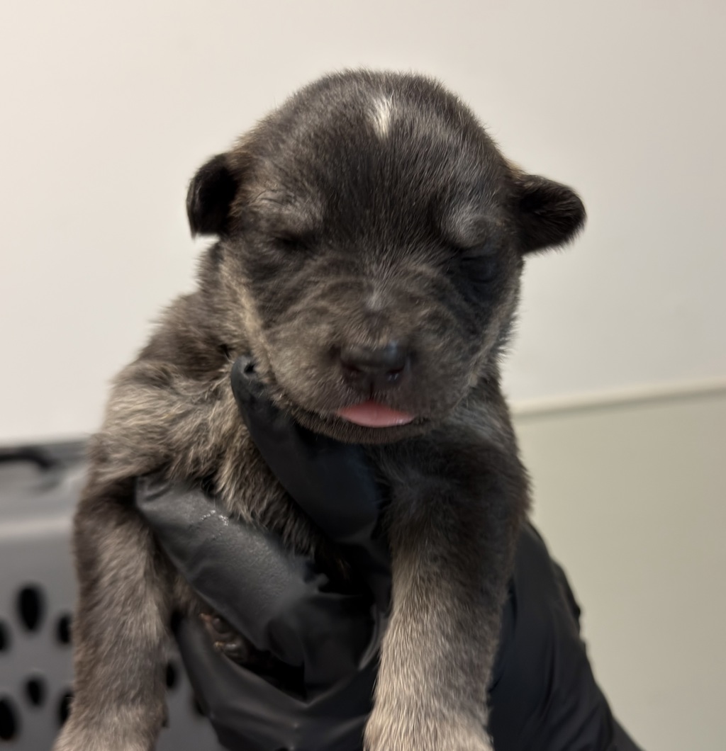 Shelter Stray Female Dog last seen Near S Coast Boulevard, San Diego, CA, 92037, 5500 Gaines St, San Diego, CA 92110, USA