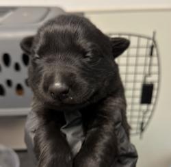 Shelter Stray Male Dog last seen Near S Coast Boulevard, San Diego, CA, 92037, 5500 Gaines St, San Diego, CA 92110, USA