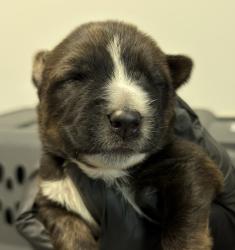Shelter Stray Male Dog last seen Near S Coast Boulevard, San Diego, CA, 92037, 5500 Gaines St, San Diego, CA 92110, USA