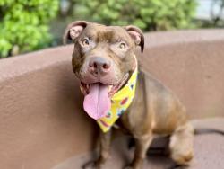 Shelter Stray Male Dog last seen E 170th Street, BRONX, NY, 10457, New York, NY 10029