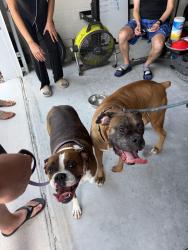 Found/Stray Female Dog last seen Memorial dr , High Point, FL 34613