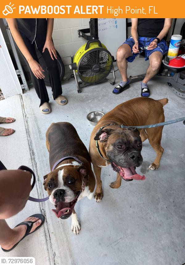 Found/Stray Female Dog last seen Memorial dr , High Point, FL 34613