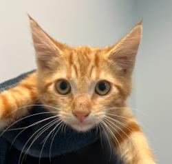 Shelter Stray Male Cat last seen Near 43rd Street, San Diego, CA, 92105, San Diego, CA 92110