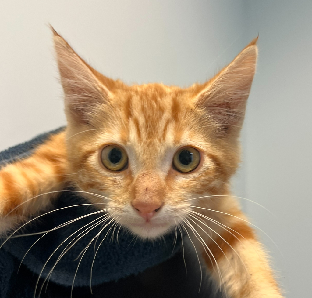 Shelter Stray Male Cat last seen Near 43rd Street, San Diego, CA, 92105, San Diego, CA 92110