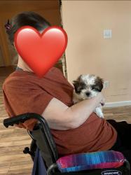 Lost Female Dog last seen lore rd and hacienda dr anchorage ak, Anchorage, AK 99507