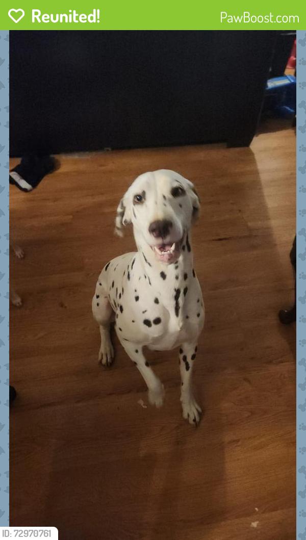Reunited Female Dog last seen Aderholdt and bittersweet, Gaston County, NC 28033