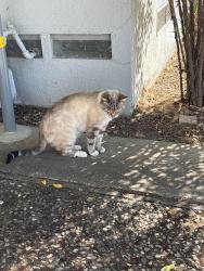 Found/Stray Unknown Cat last seen Folsom Boulevard and McGregor, Rancho Cordova, CA 95670