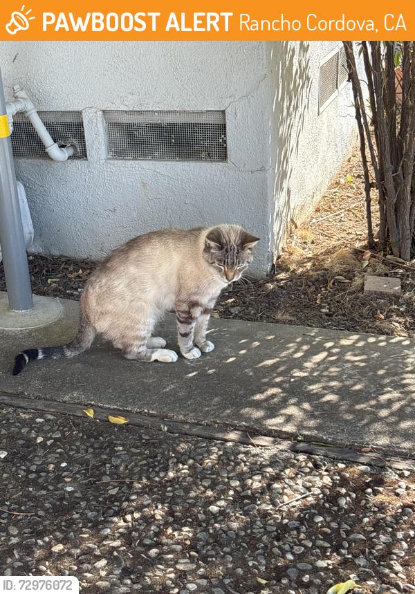 Found/Stray Unknown Cat last seen Folsom Boulevard and McGregor, Rancho Cordova, CA 95670