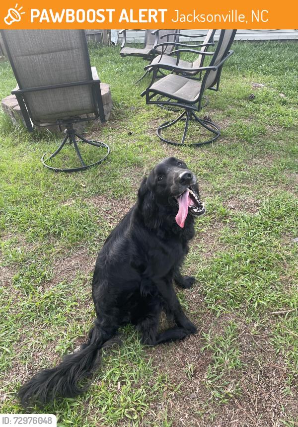 Found/Stray Female Dog last seen Parasols apmts, Jacksonville, NC 28540