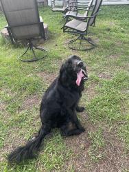 Found/Stray Female Dog last seen Parasols apmts, Jacksonville, NC 28540