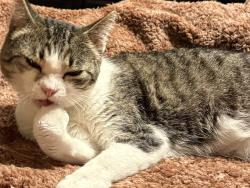 Lost Female Cat last seen Natchez Trace & Greenwood Lane area, Ridgeland, MS 39157