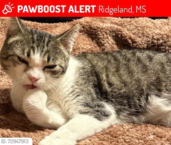 Lost Female Cat last seen Natchez Trace & Greenwood Lane area, Ridgeland, MS 39157
