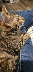 Lost Female Cat last seen Montclair Dr & Carver Rd, Modesto, CA 95350
