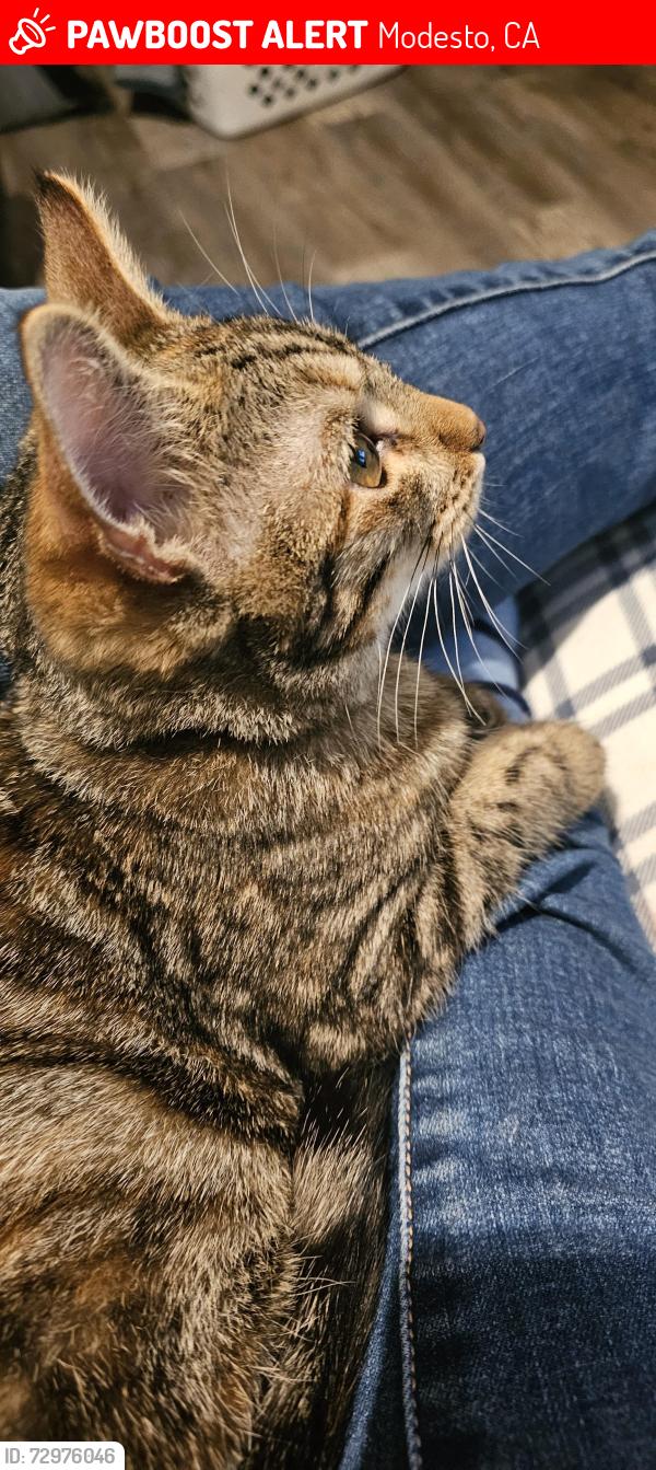 Lost Female Cat last seen Montclair Dr & Carver Rd, Modesto, CA 95350