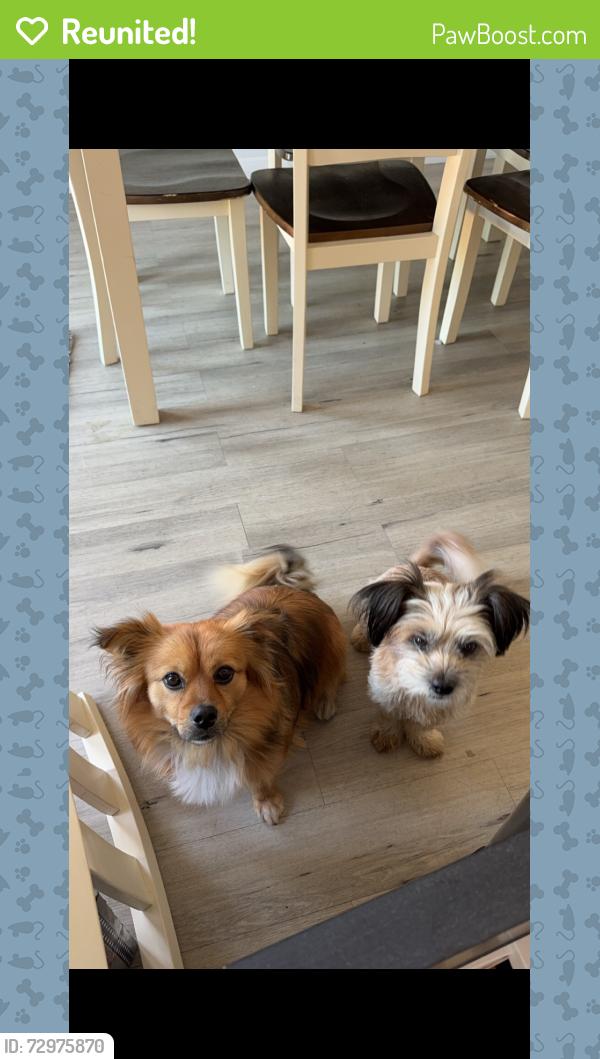 Reunited Male Dog last seen Canyon Hill Drive and Via Vista, Riverside, CA 92506