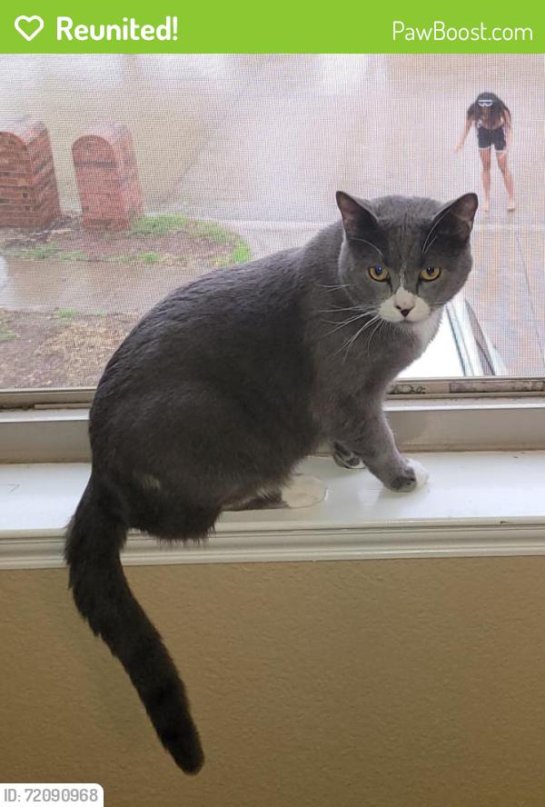 Reunited Male Cat last seen Meadowland Dr, Fort Worth, TX 76123