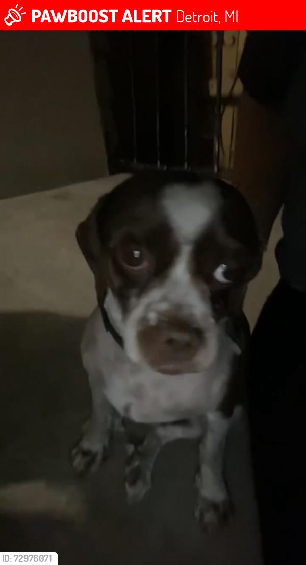 Lost Male Dog last seen beebes food center on lafayette blvd , Detroit, MI 48209