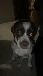 Lost Male Dog last seen beebes food center on lafayette blvd , Detroit, MI 48209