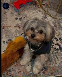 Reunited Male Dog last seen Dalraida Area, Montgomery, AL 36109